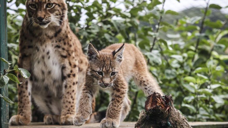 Así es &quot;Dora&quot;, la cría de lince que enamora a los visitantes del zoo de Oviedo