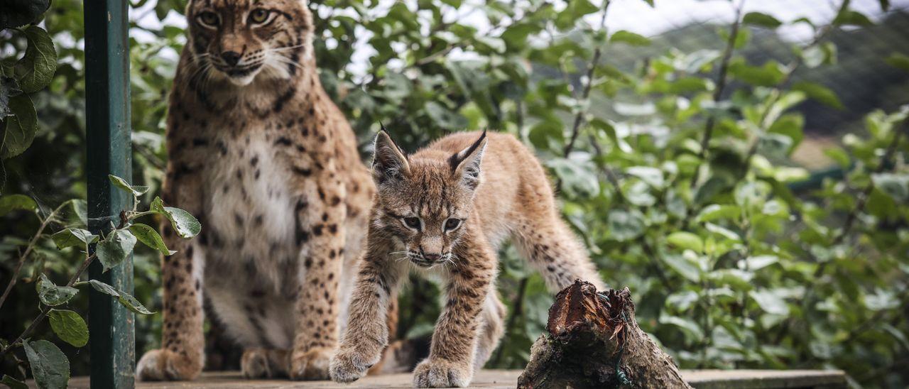 Así es &quot;Dora&quot;, la cría de lince que enamora a los visitantes del zoo de Oviedo.