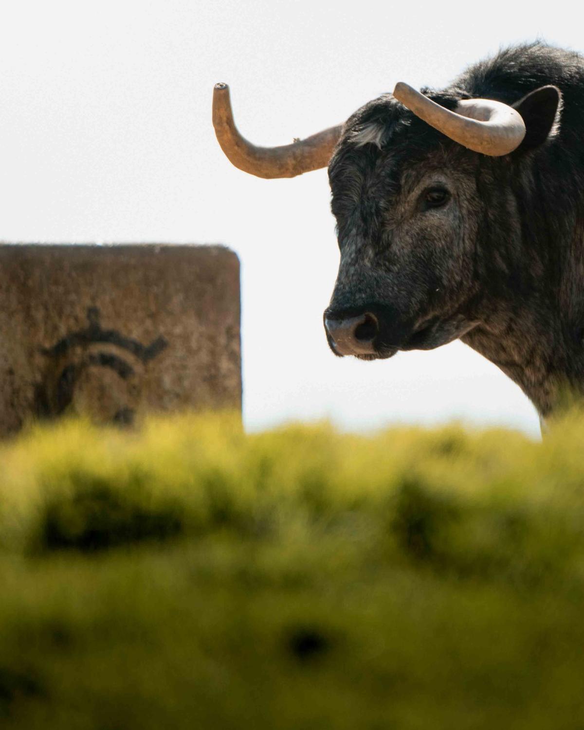 Los toros de La Quinta reseñados para su regreso a la Feria de Fallas