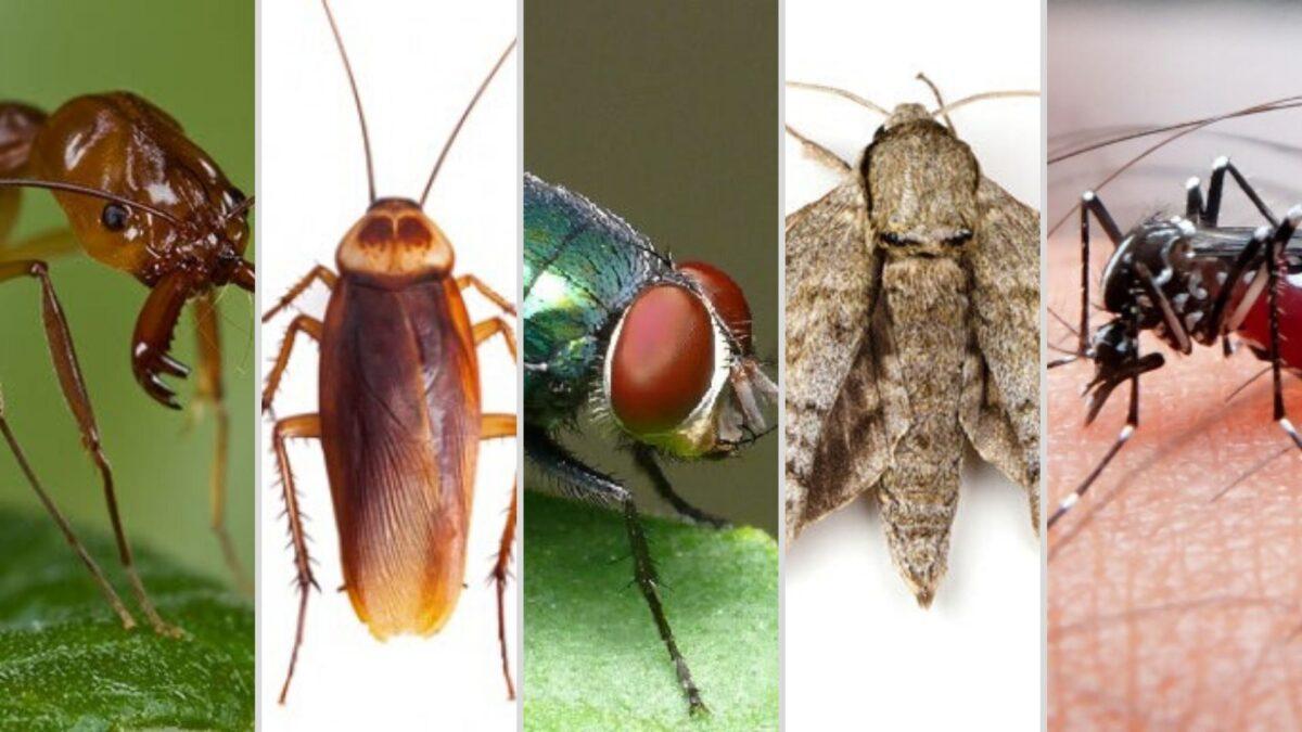 El calentamiento dispara las plagas: los insectos se reproducen más