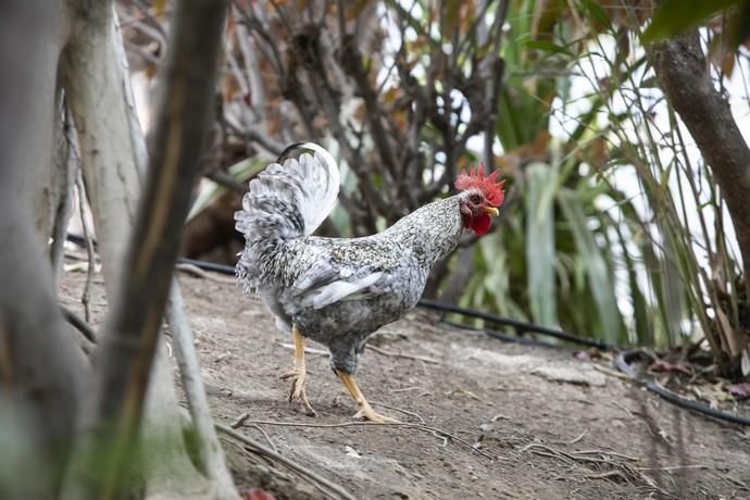 17.09.18. Las Palmas de Gran Canaria. Gallinas y ...