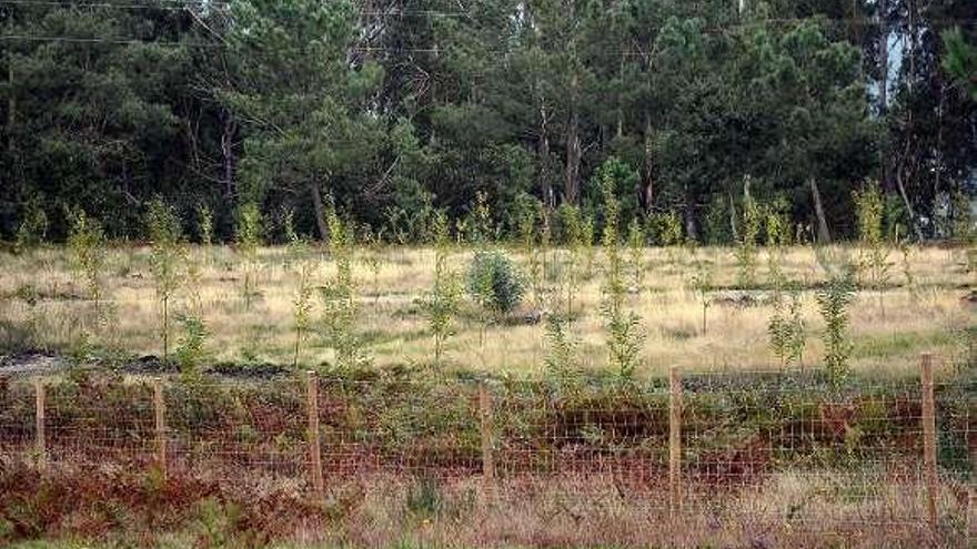 Reforestación de una parcela de monte en Salcedo.  // Rafa Vázquez