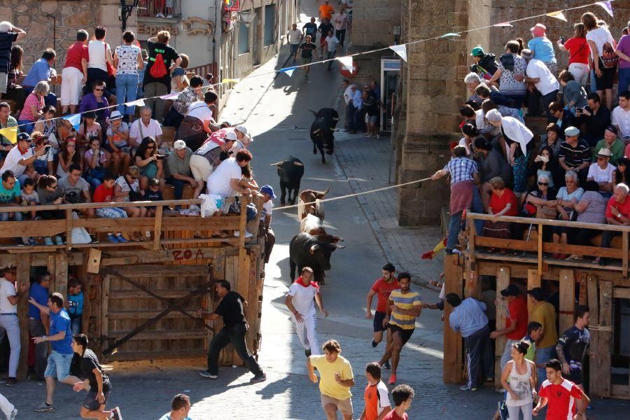 Fiestas en Zamora: Último encierro en Fermoselle