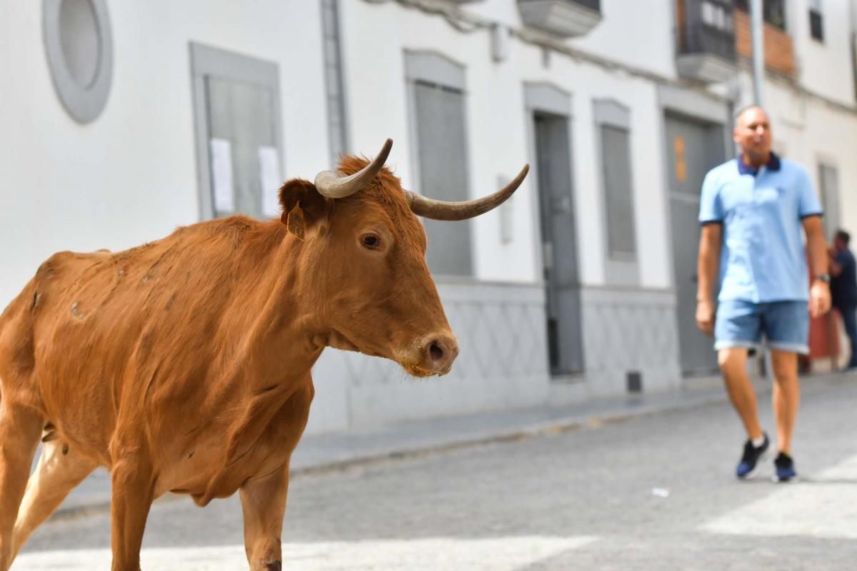 Primer encierro taurino en El Viso