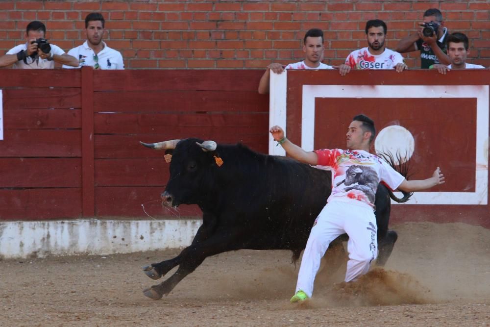 Concurso de cortes en Fuentesaúco.