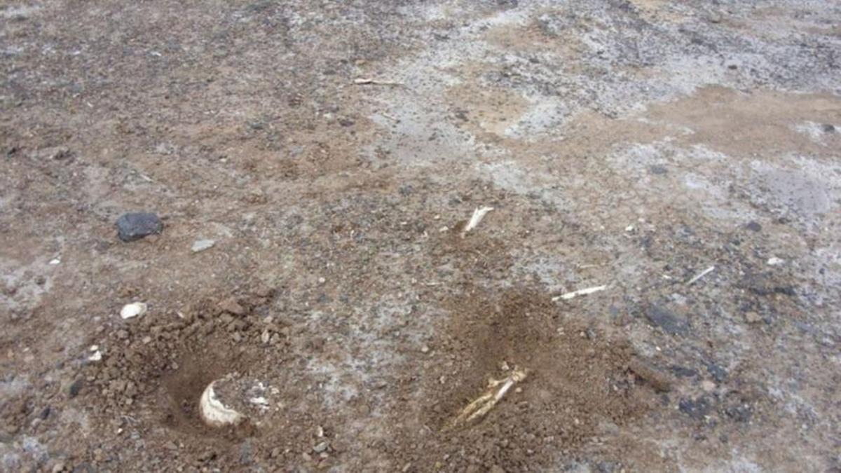 Restos humanos encontrados en la costa de Los Silos.