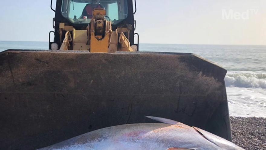Aparecen atunes muertos en las playas de Castellón. ¿De dónde vienen?