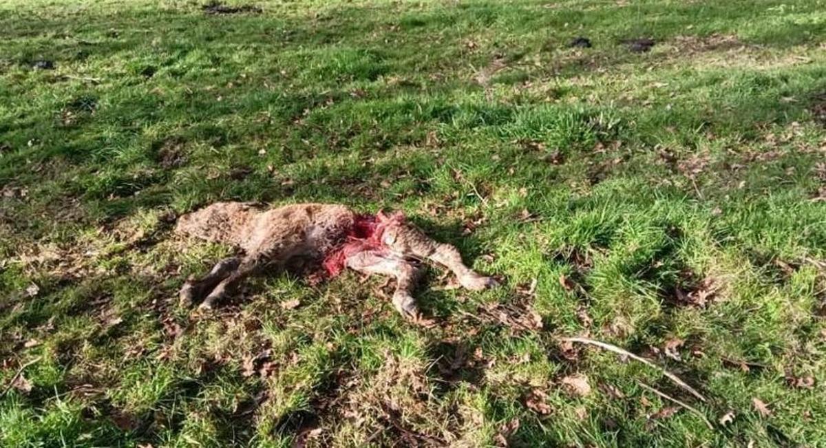 Imagen del ternero tras el ataque del lobo. | Cedida