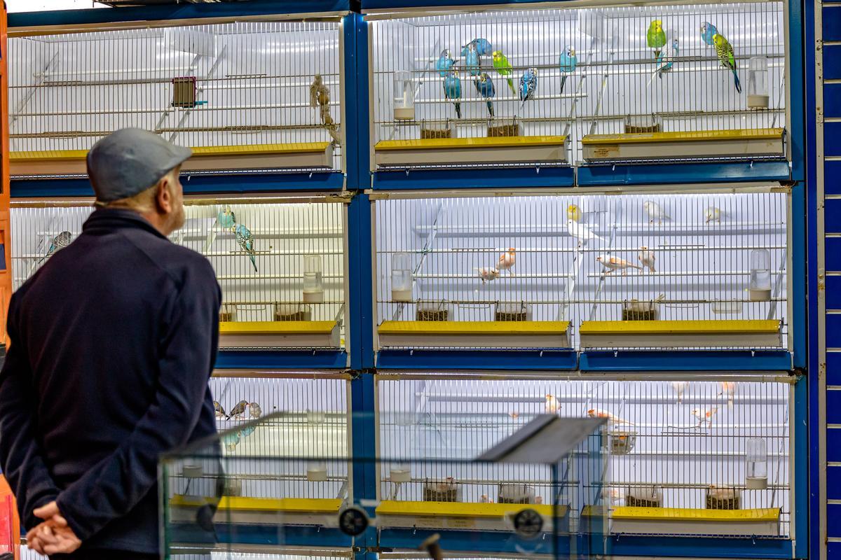 Un hombre observa pájaros en una tienda.