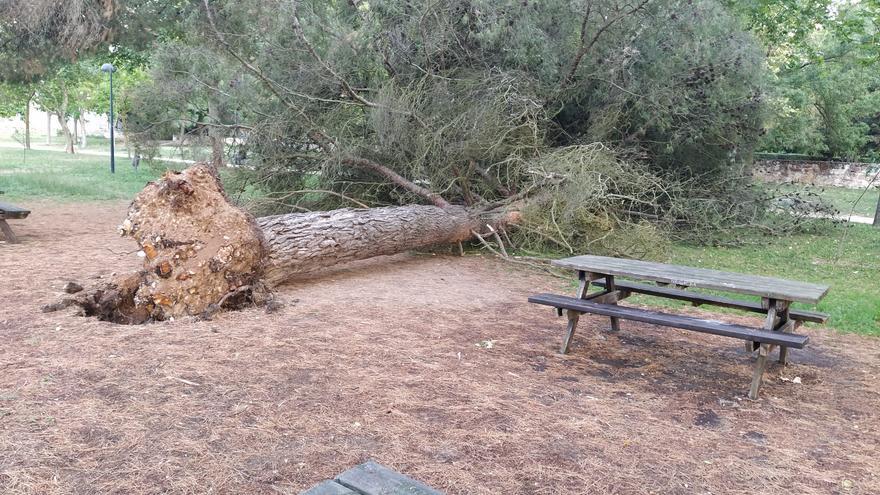 La tormenta tumba un pino de gran porte en los Tres Árboles