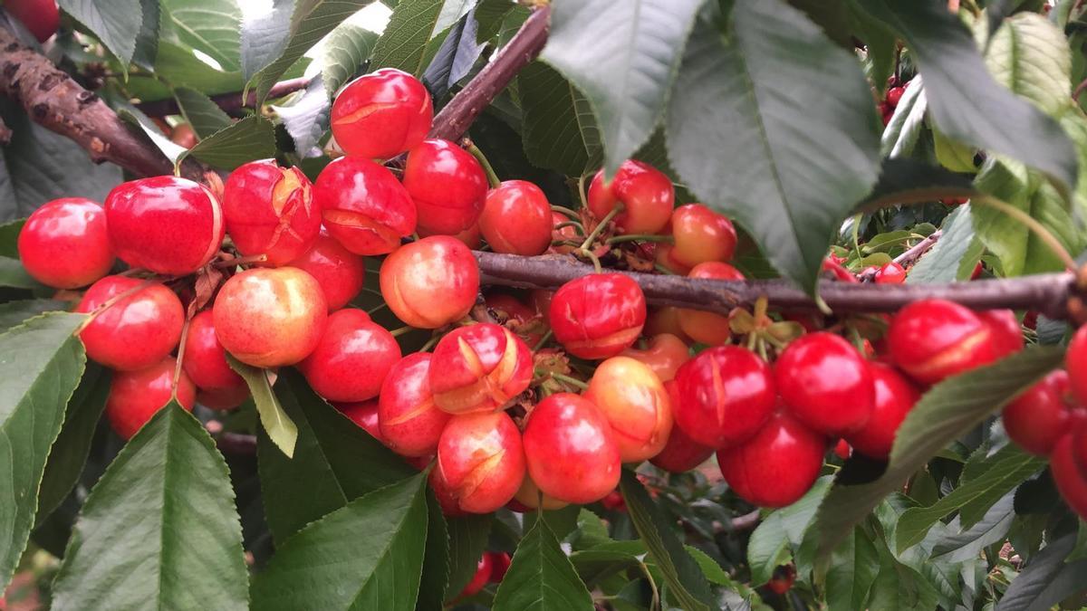 El rajado de la cereza del Alto Vinalopó por el exceso de humedad.