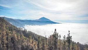 Panorámica tras el incendio de la Corona Forestal y el Teide desde el mirador de Chipeque.