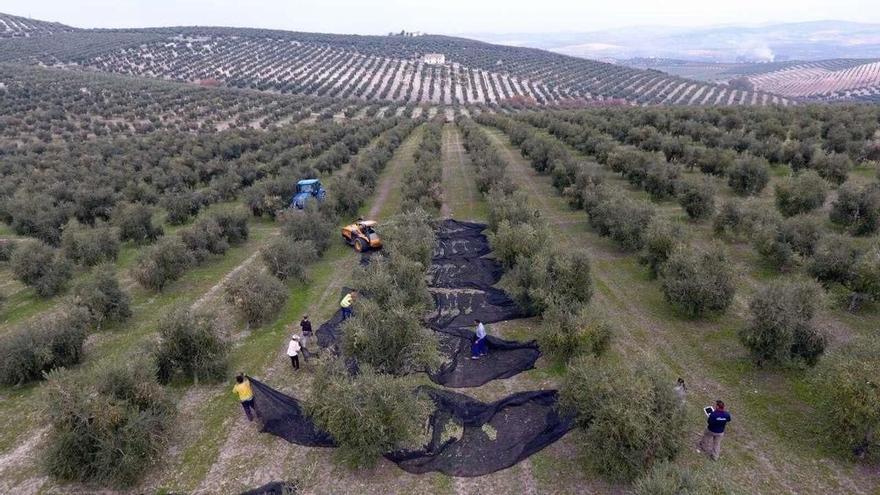 Un estudio de la Universidad de Córdoba destaca una doble vía para el cultivo ecológico: convicción moral y rentabilidad económica