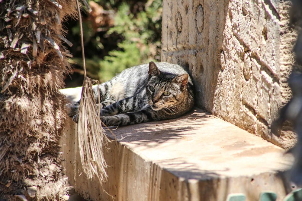 Gatos en Torrevieja