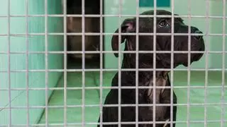 La perrita que llegó a Ibiza en patera y podría ser sacrificada: «Era la única que viajaba con papeles»