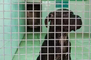 Sa Coma intenta salvar del sacrificio al cachorro de tres meses que llegó de Argelia en una patera