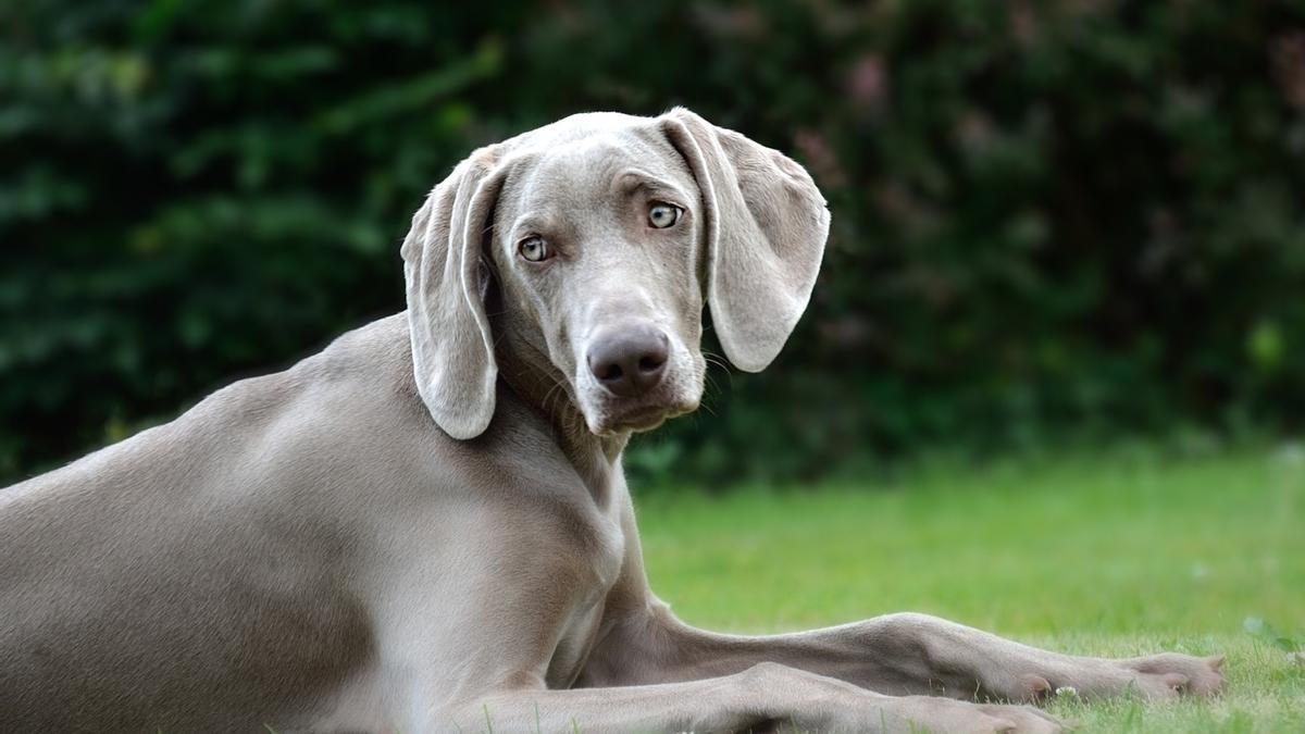 Braco de Weirmar: una de las razas de perros de caza más populares en España como mascotas