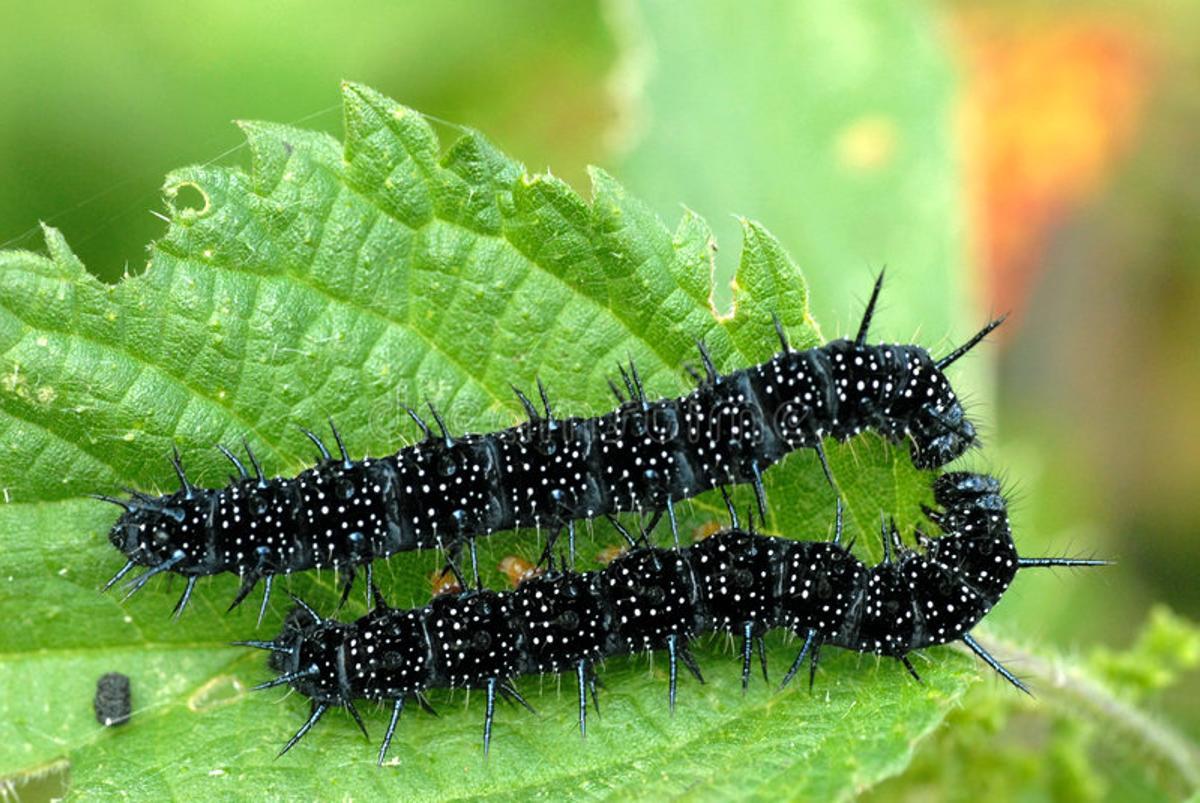 Descubren que las plantas ‘planifican’ su lucha contra los insectos