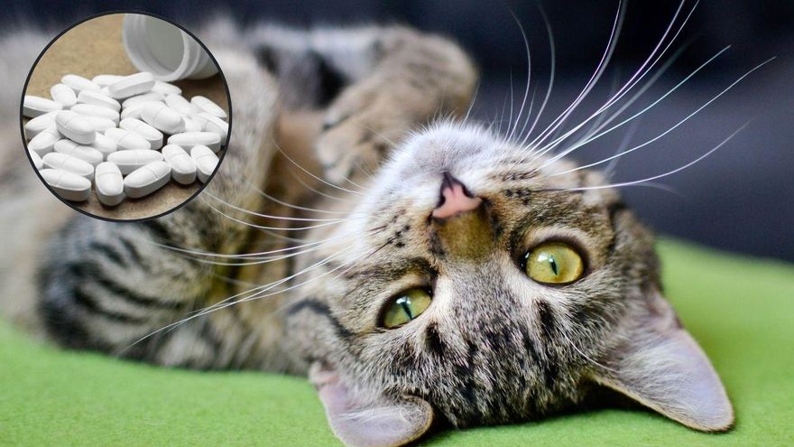 Estos medicamentos comunes en casa pueden ser mortales para tu gato