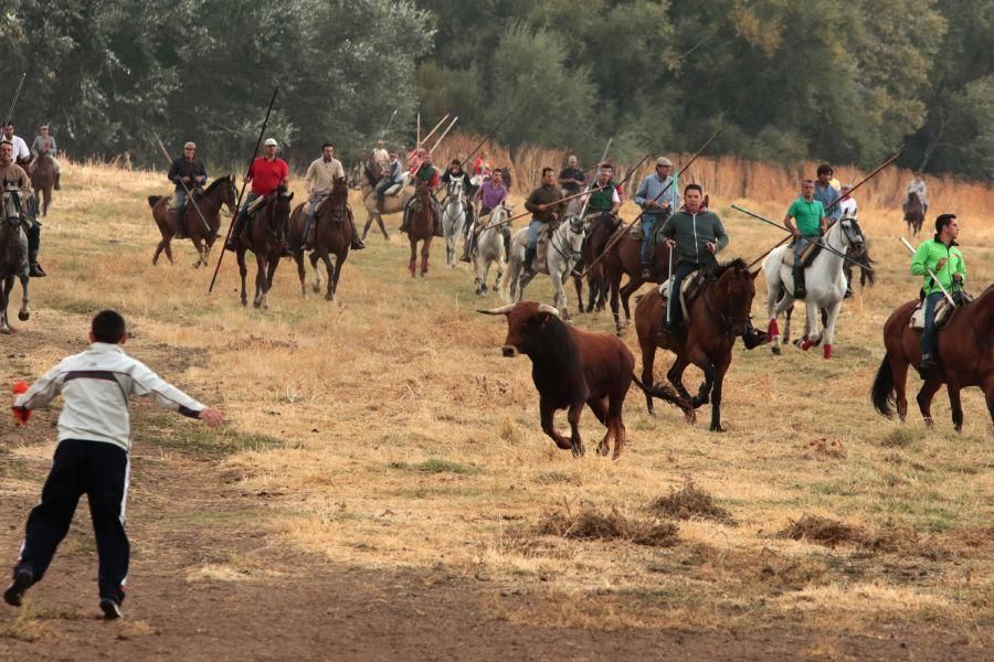 Encierro en San Miguel de la Ribera