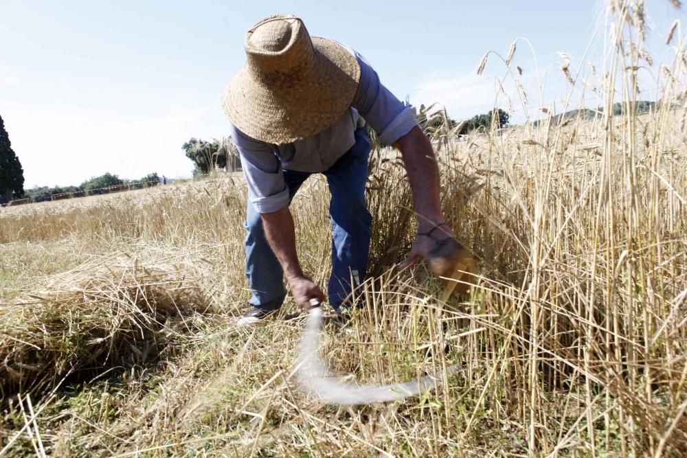 Festa del Segar i el Batre a Avià