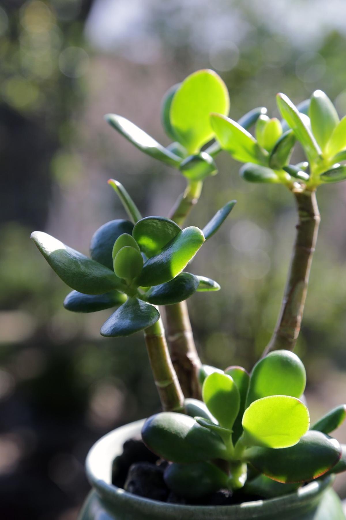 El árbol de jade es una de las plantas suculentas más resistentes