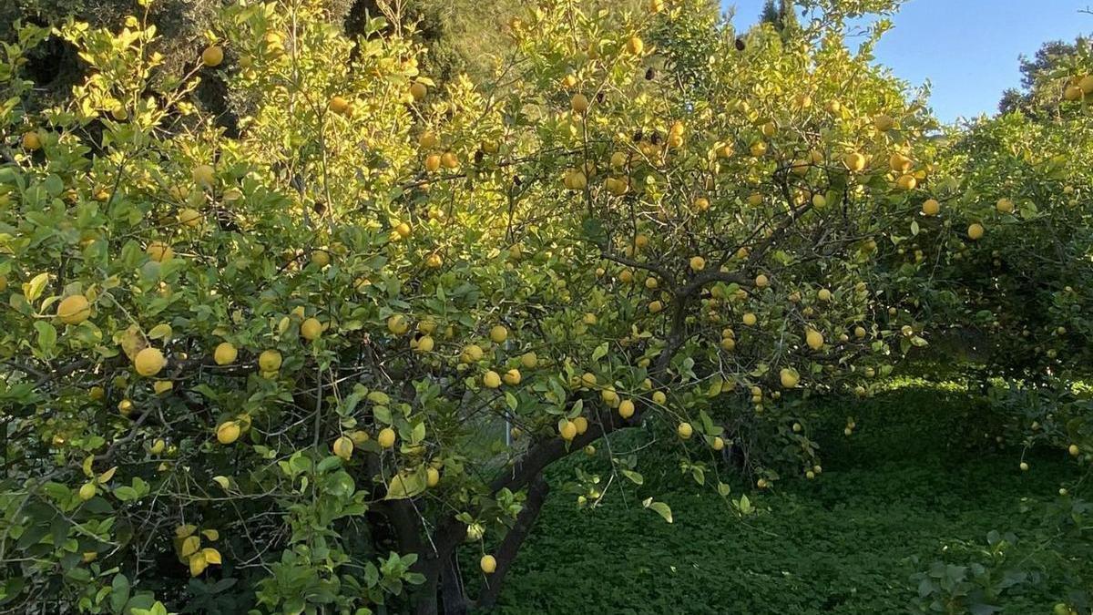 Limoneros en plena producción en la huerta de Murcia.