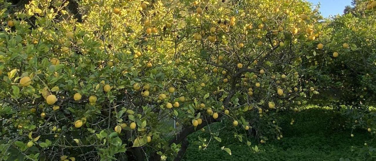 Limoneros en plena producción en la huerta de Murcia.