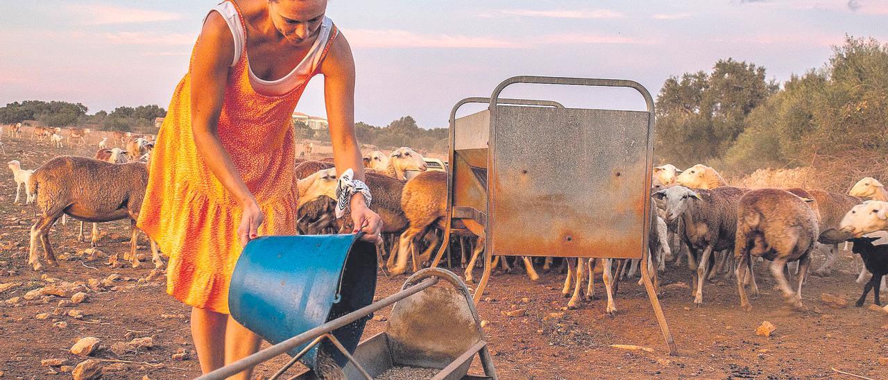 Maria Elisabeth Salvà da de comer a los animales en la finca familiar. La imagen ganó el primer premio en la categoría de Ganadería.