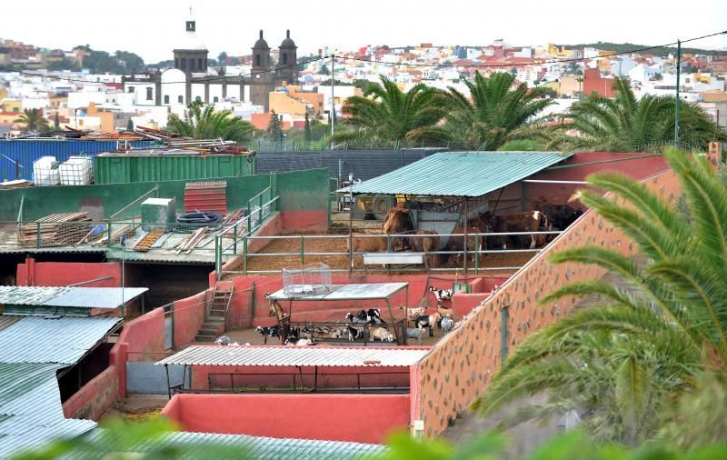 06/11/2018 EL LIRÓN, INGENIO. Quesería El Parral, empresa que elabora quesos sin lactosa y otras modalidades. SANTI BLANCO  | 06/11/2018 | Fotógrafo: Santi Blanco