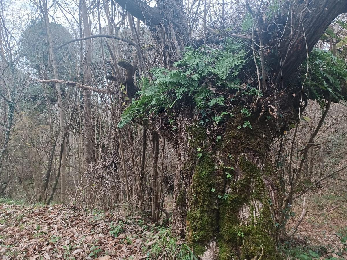 Uno de los árboles que se encuentran en el bosque que forma parte del trazado de la ruta.