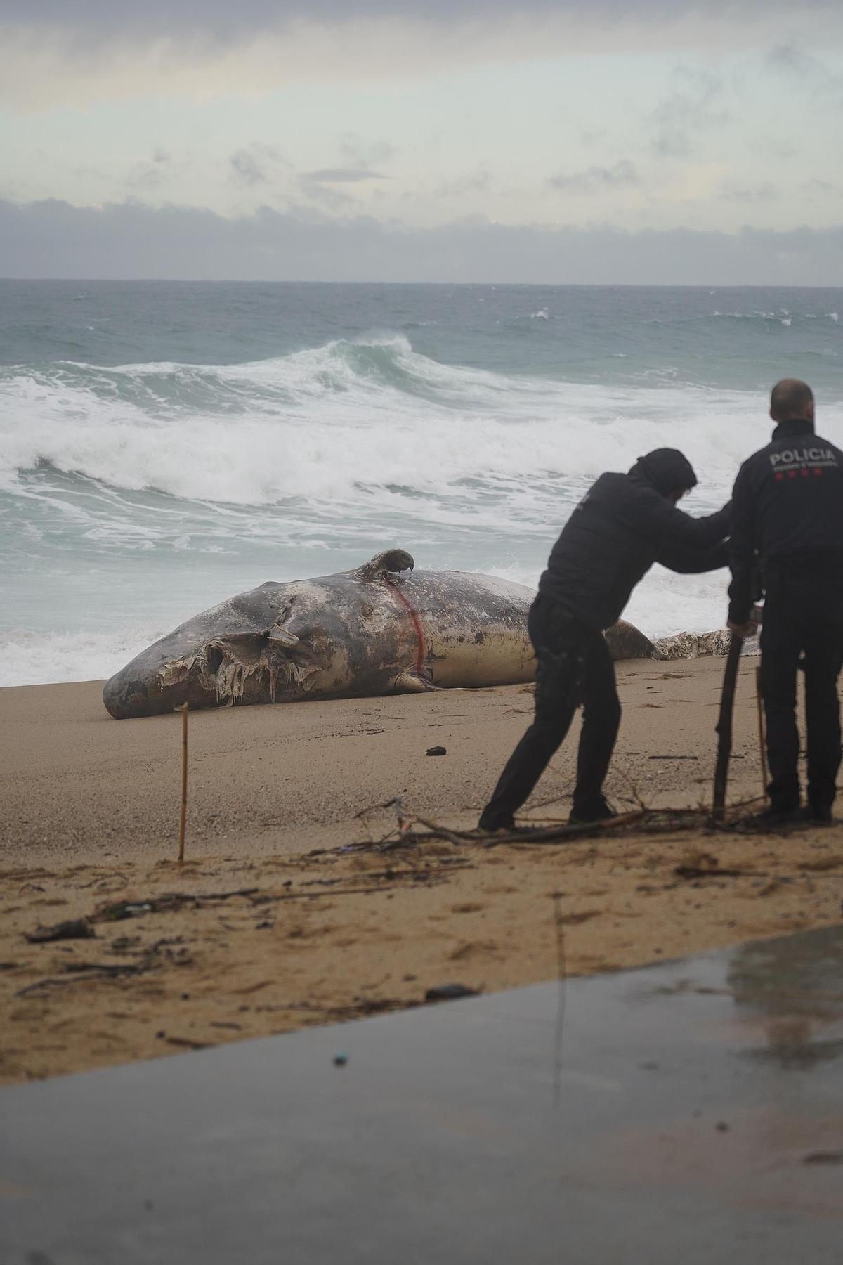 Imatges de la balena morta arrossegada pel temporal a la costa de Platja d'Aro
