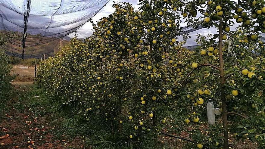 Un campo de manzanos antes de ser recolectados