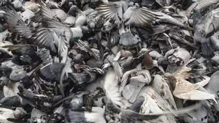 Barcelona trata de disuadir a los alimentadores de palomas, por Sergi Mas
