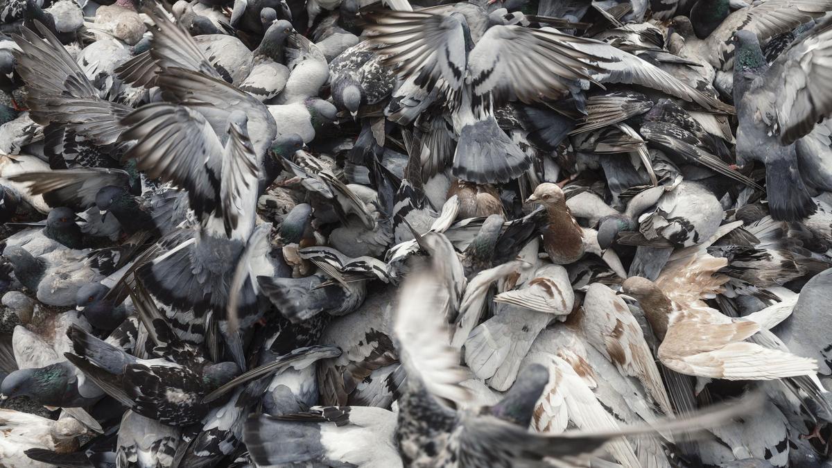 Una multitud de palomas se agolpa para comer en la plaza Catalunya, en Barcelona.