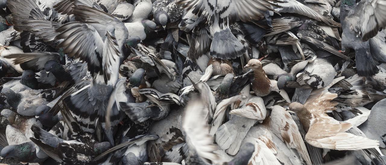 Una multitud de palomas se agolpa para comer en la plaza Catalunya, en Barcelona.