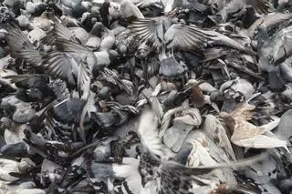 Barcelona trata de disuadir a 350 alimentadores de palomas: “Habrá menos en dos o tres años si dejan de dar comida”