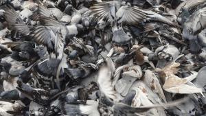 Una multitud de palomas se agolpa para comer en la plaza Catalunya, en Barcelona.