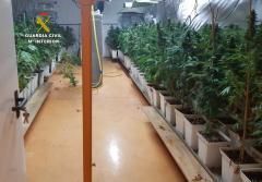 Tres detenidos por cultivar marihuana en una nave industrial de Llucmajor