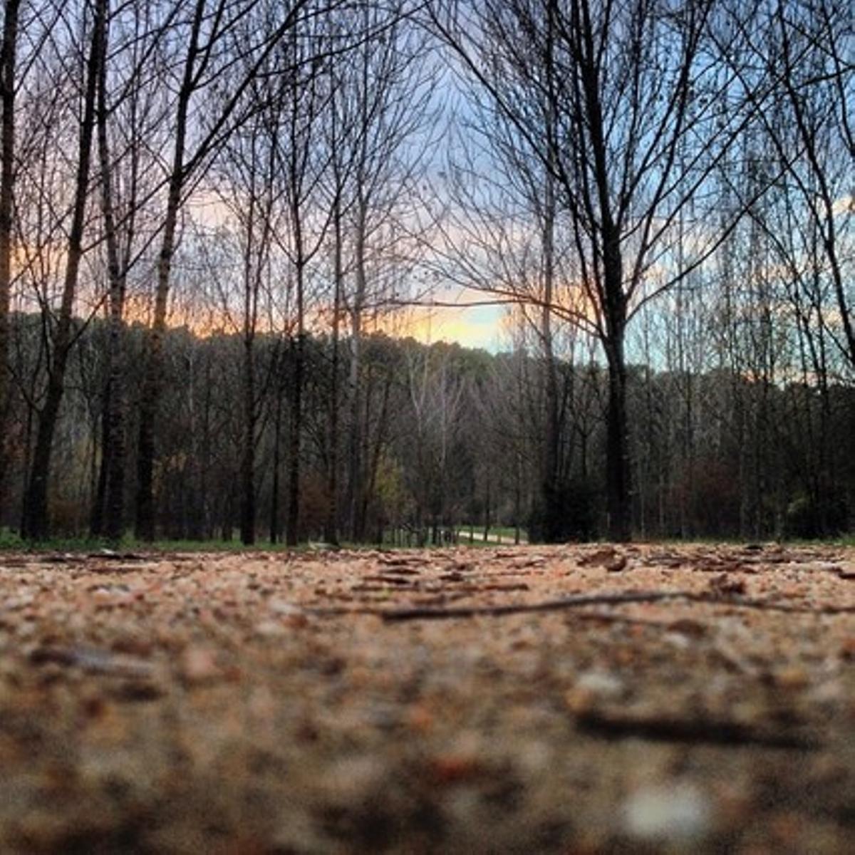 Les fulles caigudes permeten veure la posta de sol entre els arbres en una tarda de tardor a Banyoles.