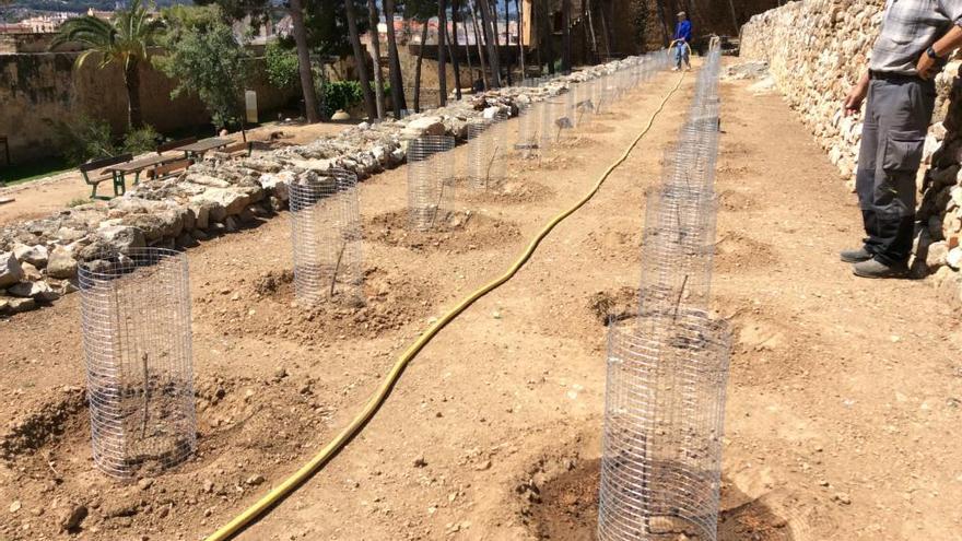 Dénia tala los pinos de su castillo y planta cien viñas