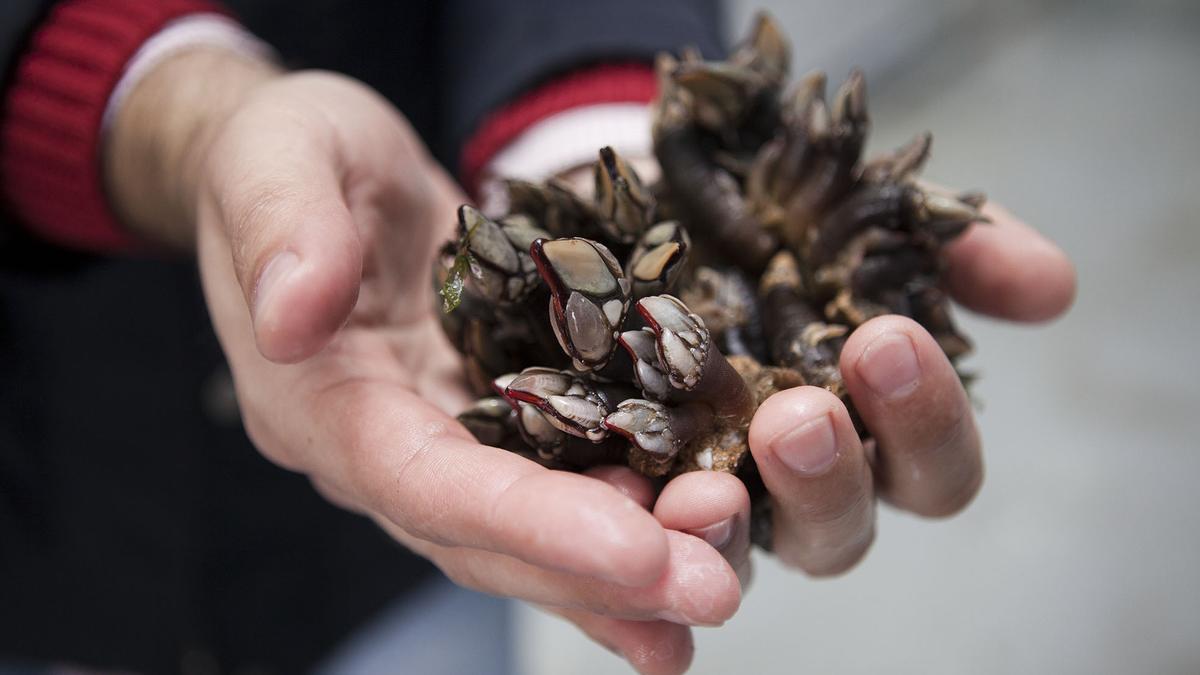 Percebes de temporada