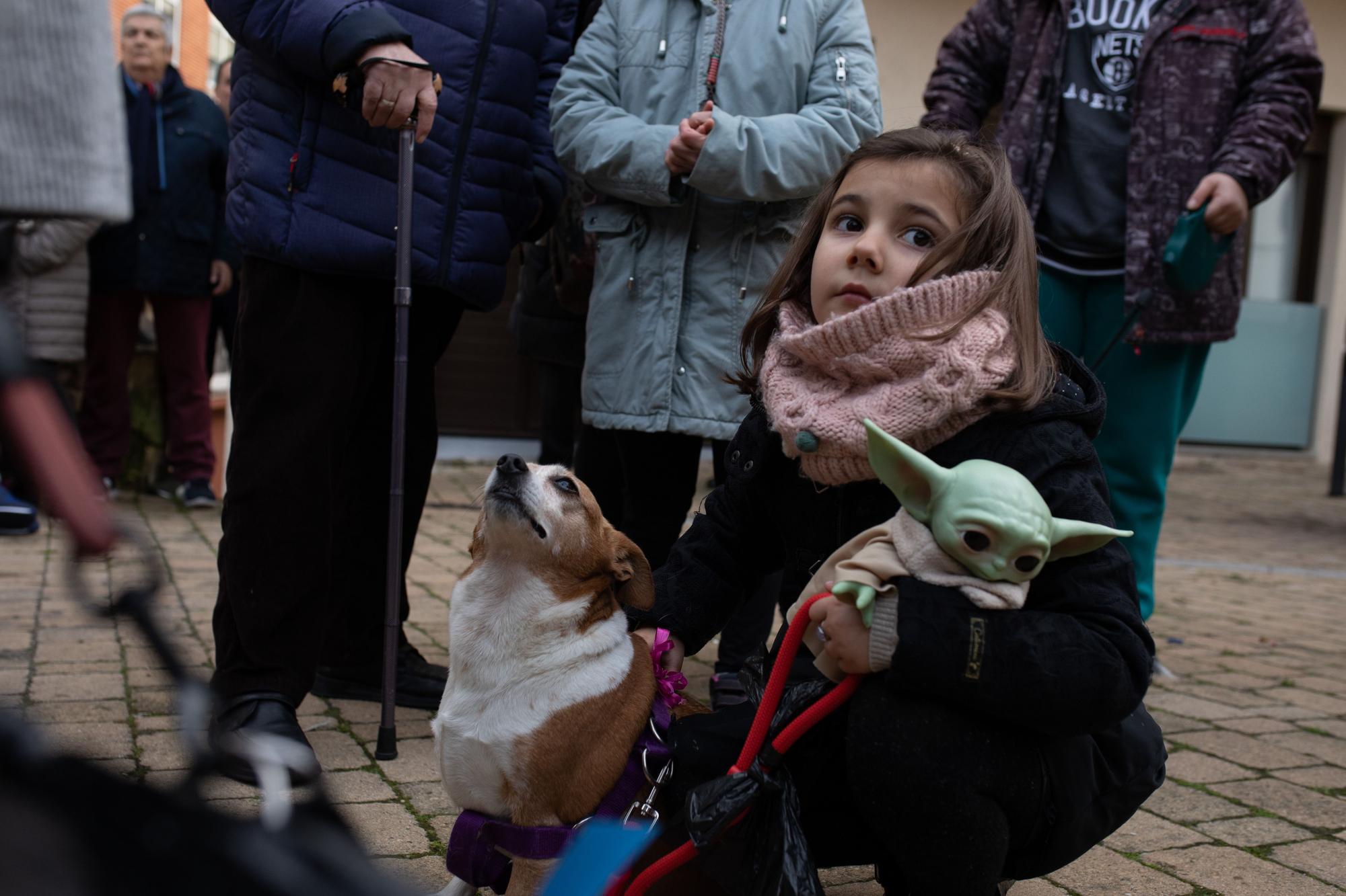 Los animales reciben la bendición por San Antón en Zamora