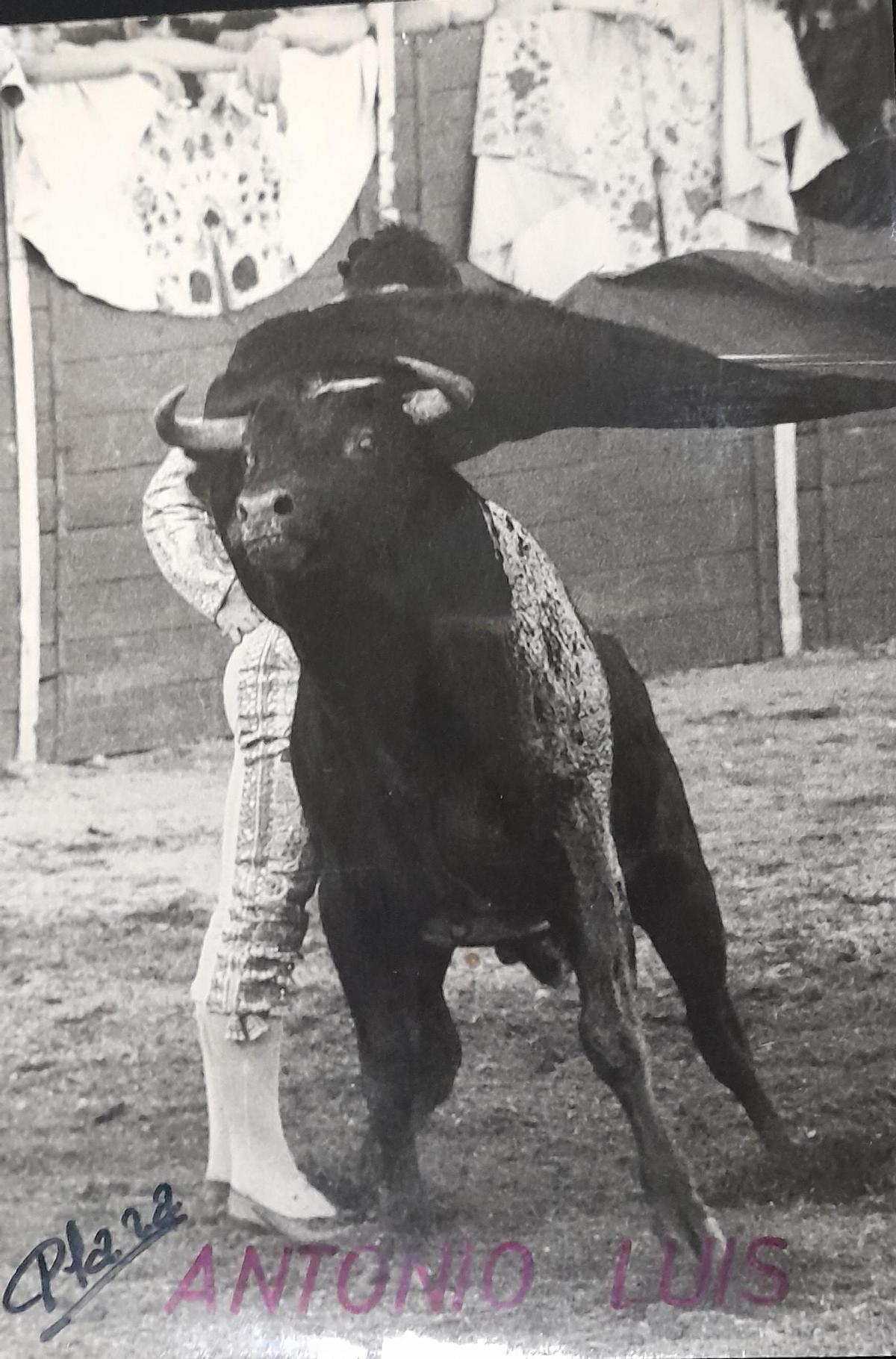 GALERÍA | La carrera novilleril del zamorano Antonio Luis, en imágenes