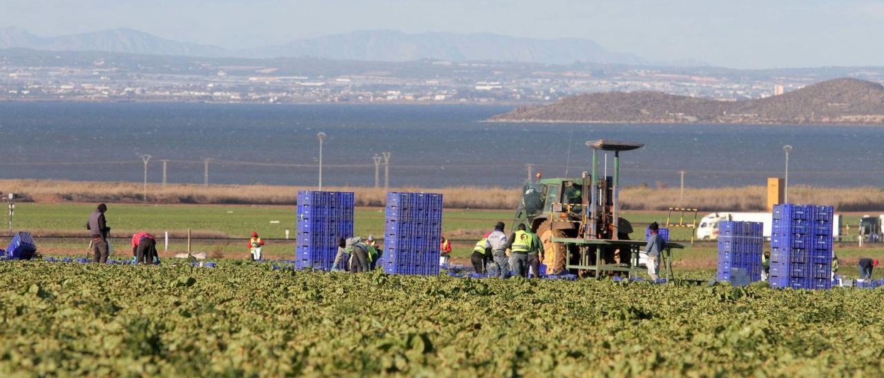 Jornaleros en una
finca agrícola
junto al Mar Menor.  F.G.