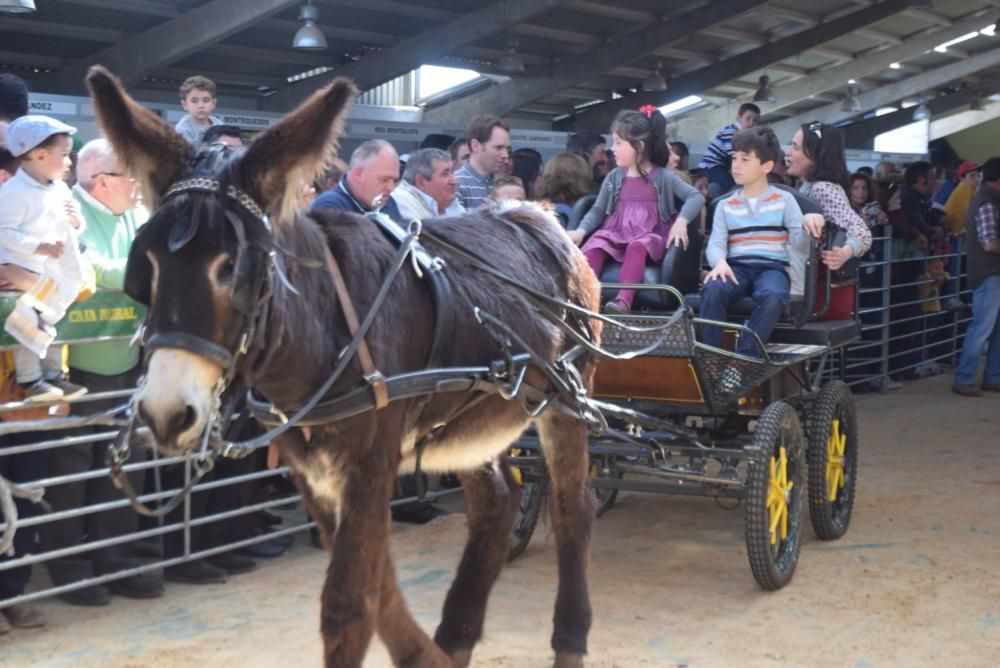 Feria del Burro y romería en San Vitero de Aliste