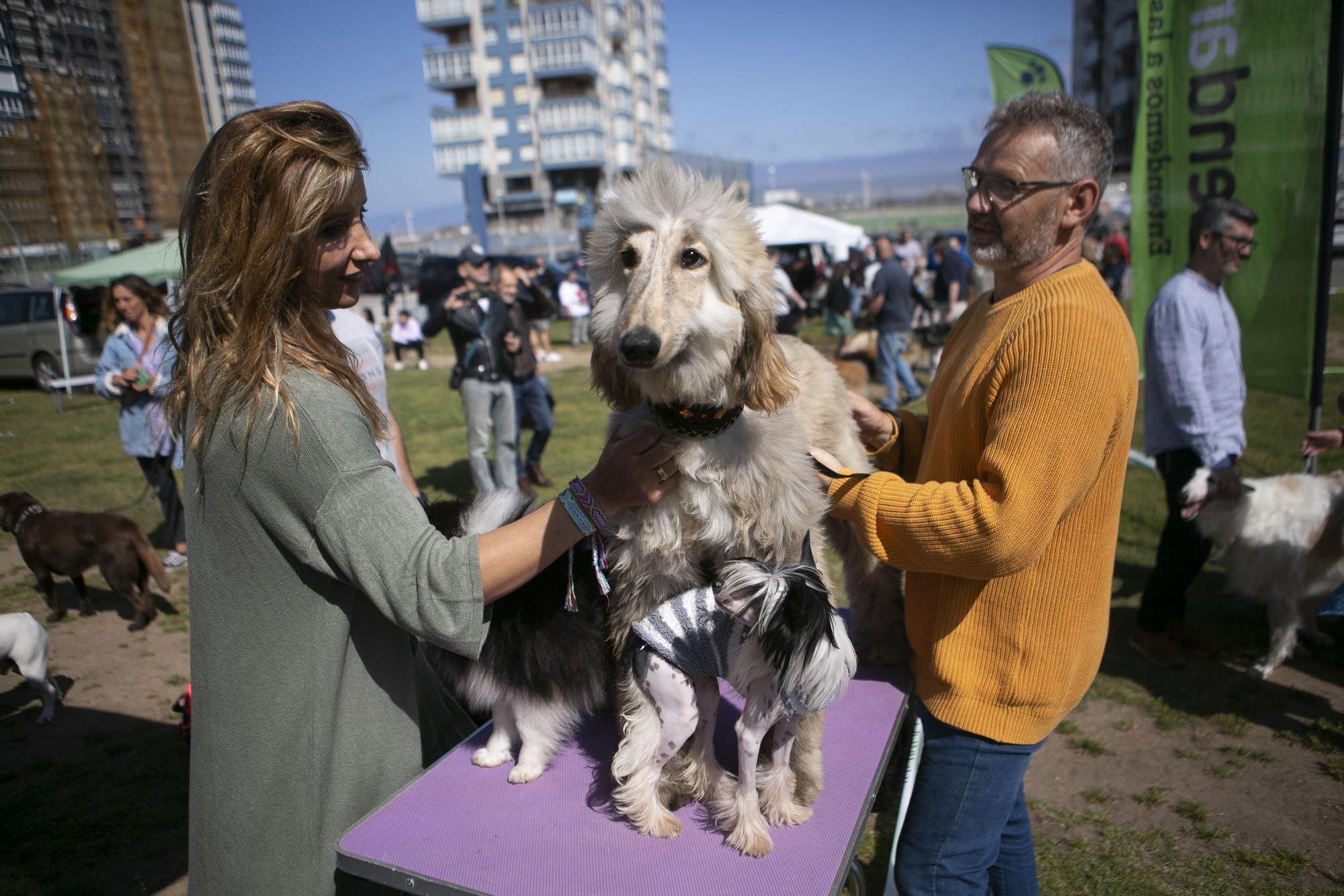 En imágenes: así fue el campeonato de surf para perros en Salinas