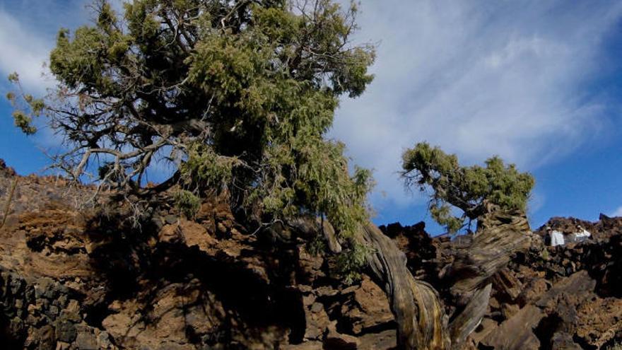 El Cabildo quiere repoblar el parque nacional del Teide con más cedros canarios