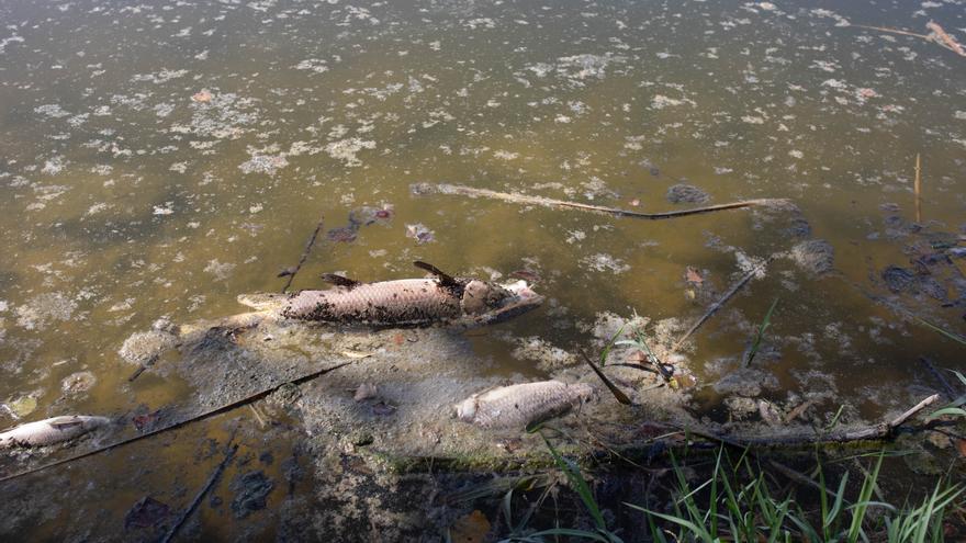 GALERÍA | El río Duero a su paso Villaralbo aparece contaminado con centenares de peces muertos