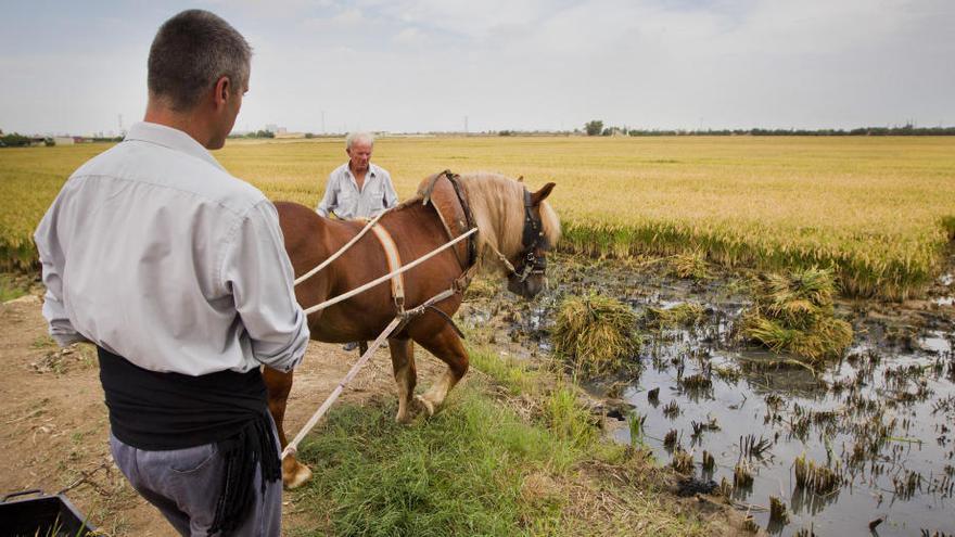 El Plan de l´Horta deja fuera de ordenamiento los picaderos y cuadras de menos de 1 hectárea